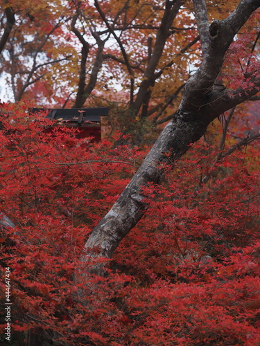 紅葉と森