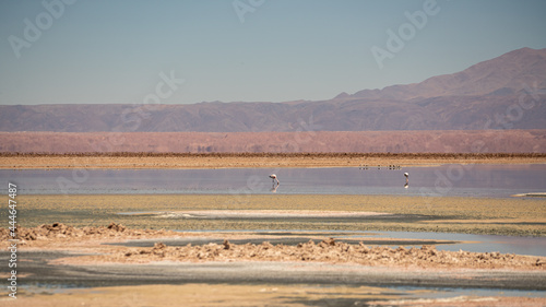 Flamingoes in Bolivia Lagoon 