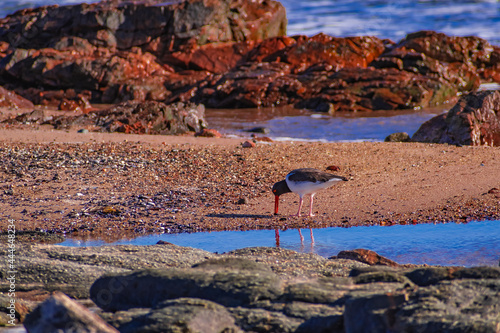 Ave en la costa. Solis, Maldonado, Uruguay photo