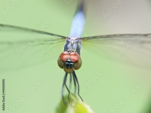 Close up of a dragonfly