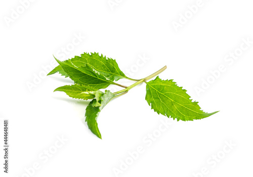 Young Branch Isolated, Spring Tree Twig on White Background