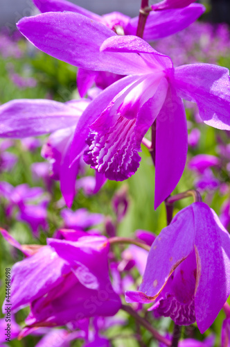 The name of these flowers is " Urn orchid". Scientific name is Bletilla striata Reichb. fil.