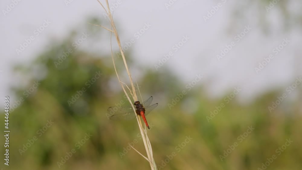 Pantala flavescens dragonfly perching on a branch. Pantala flavescens dragonfly perching on a branch.