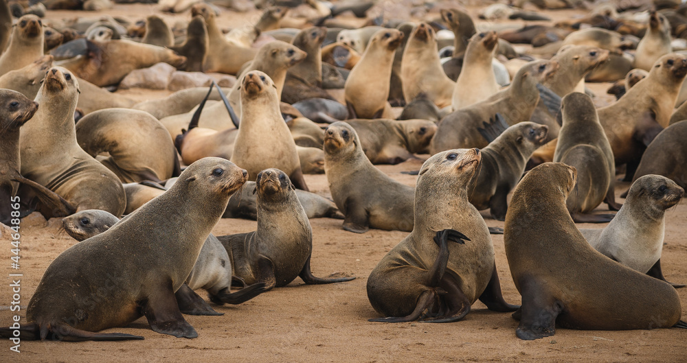 Fototapeta premium Seals at the Cape Cross Seal Reserve on the Skeleton Coast in Namibia. Cape Cross is home to one of the largest colonies of Cape fur seals in the world.