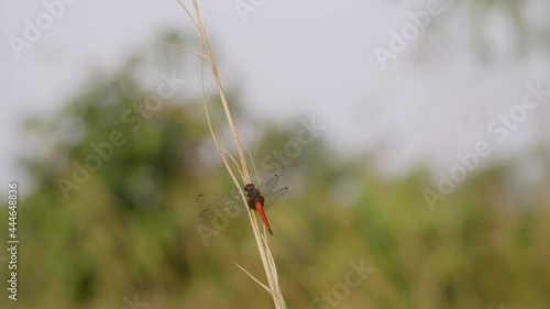 Pantala flavescens dragonfly perching on a branch. photo