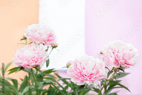 White blooming peony flower on light blue background. Beautiful bud flower pion head for greeting card, copy space. Sarah Bernhardt peony photo