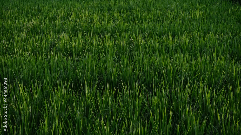 green grass background Field rice 
