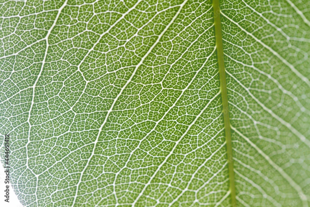 Close up to a green leaf of a tree Close up to a green leaf of a tree