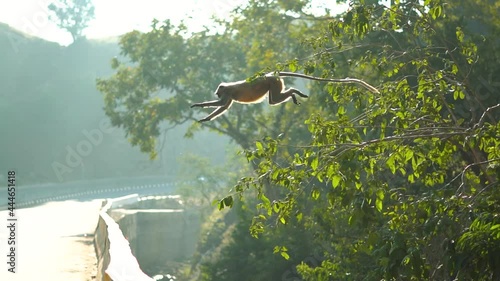 Slow motion shot of monkey jumping from tree on the highway