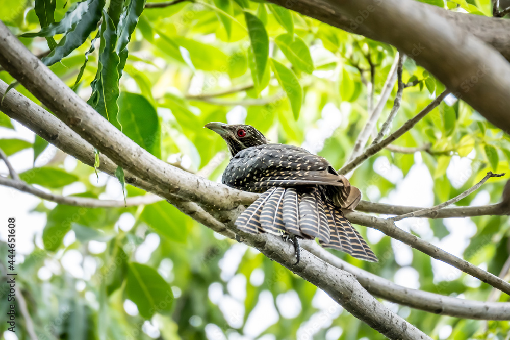 Obraz premium Female Asian koel, beautiful brown bird perching on the tree branch among green leaves. Asian koel (Eudynamys melanorhynchus) is a member of the cuckoo order of birds, the Cuculiformes.