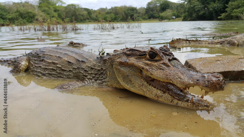 alligator in the swamp