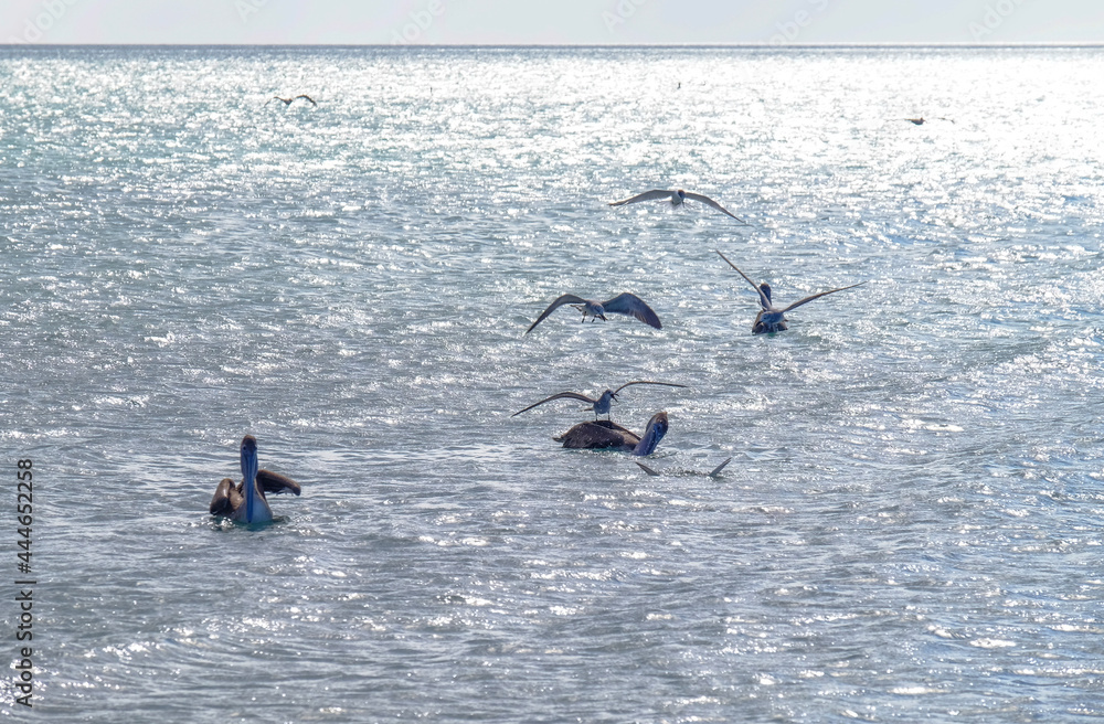 Pelicans and seagulls in the sea fishing