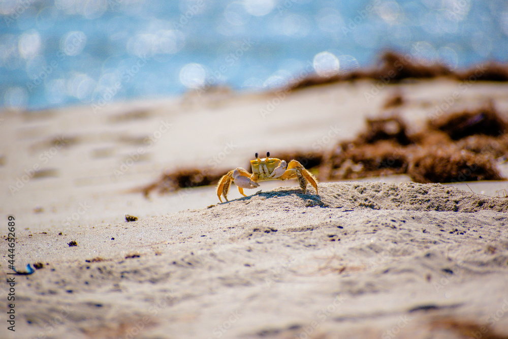 Sand Crab walking from hole to hole in the sand on the beach at the ocean