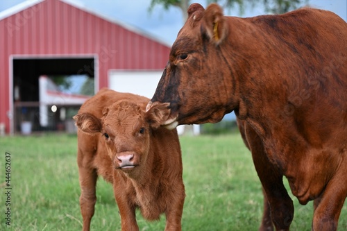 Mama and baby cow