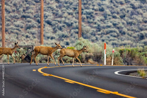 Family of deer crossing traffic on a rural road