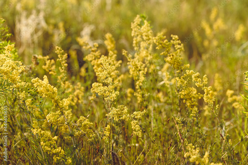 Beautiful field wild flowers of mimosa in warm sunlight. Beauty nature growing yellow blossom grass Beautiful field wild flowers of mimosa in warm sunlight. Beauty nature growing yellow blossom grass