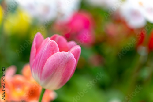 Pink Tulip with blurred background