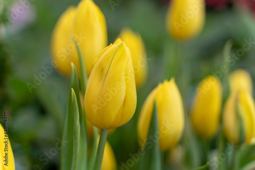 Yellow Tulip with blurred background