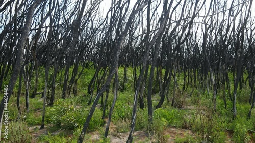 Panning footage of recovering tea tree forest one year after wildfire at Mallacoota, Victoria, Australia, December 2020 photo