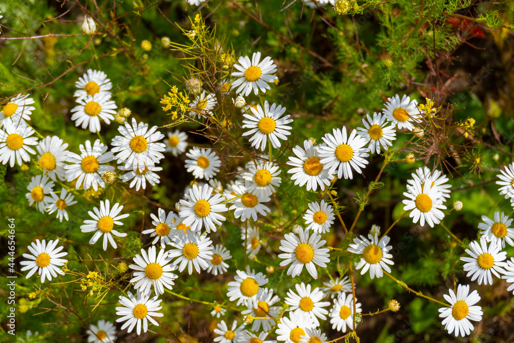 wildflowers in the summer in a field, beautiful background wildflowers in the summer in a field, beautiful background
