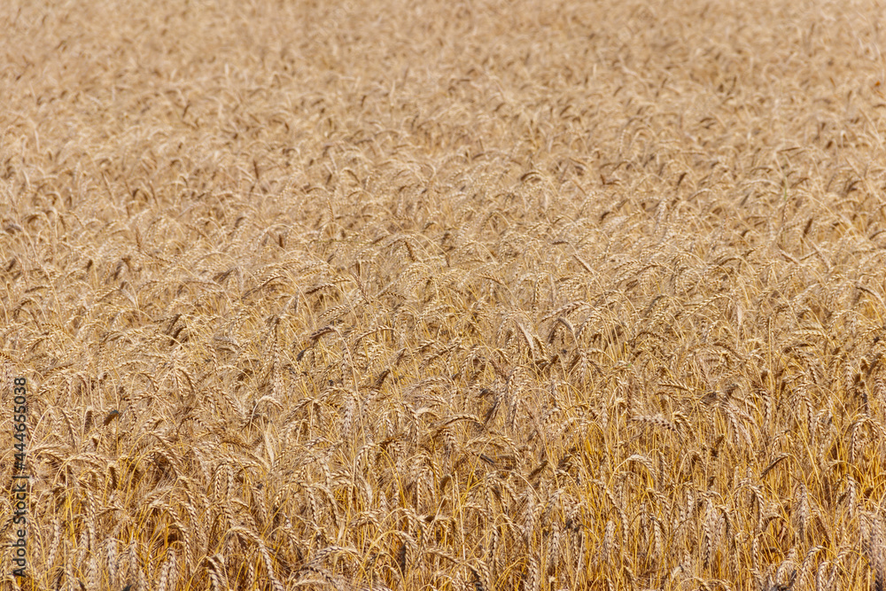 Field of ripe golden wheat close-up Field of ripe golden wheat close-up