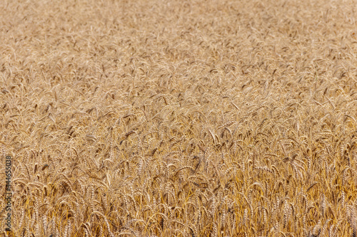 Field of ripe golden wheat close-up