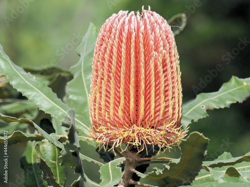 Closeup of Banksia brownii commonly known as feather-leaved banksia. photo