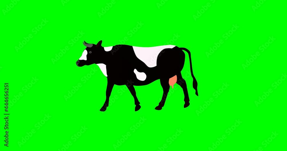 Walking cow, cartoon cow 2d animation, green screen 素材庫影片 | Adobe Stock