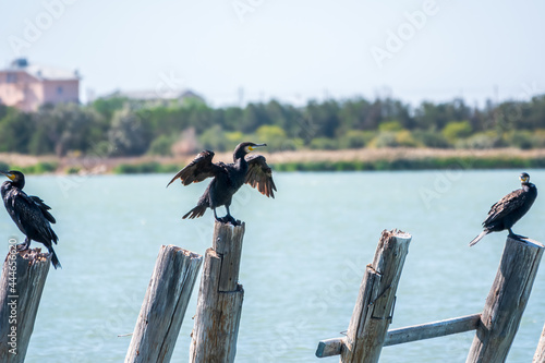Great cormorant, Phalacrocorax carbo, drying its wings on the wind. © Dmitrii Potashkin