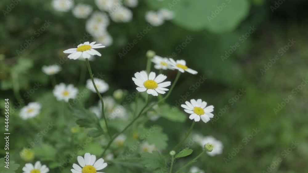 daisies in a field daisies in a field