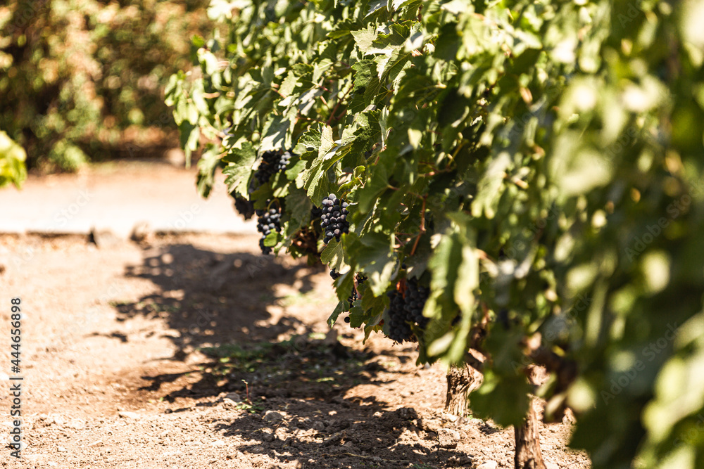 Ripe grapes hung on vineyards of grape trees. In the vineyard.