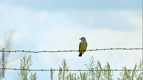 Western Kingbird (Tyrannus verticalis) photo