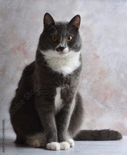 A gray cat with white breasts poses for a photographer.