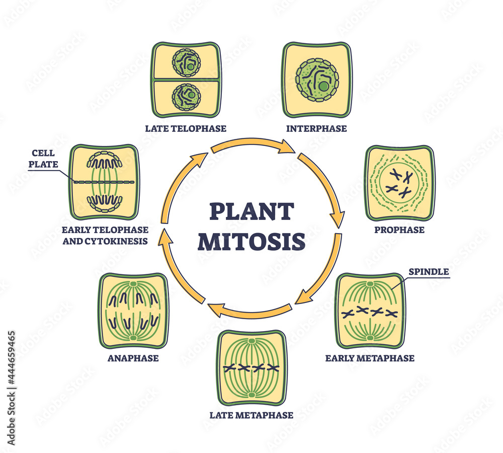 Plant Cell Mitosis Diagram Biology Diagrams