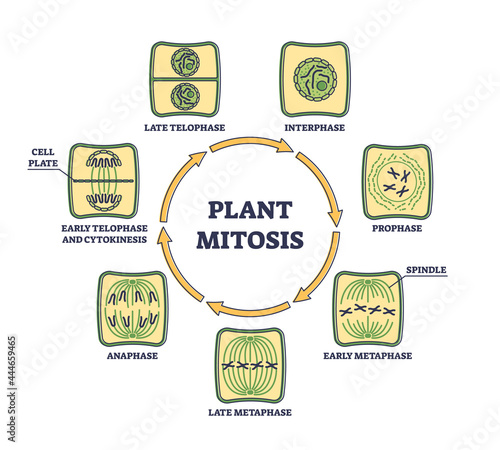 Plant cell mitosis and cellular division in educational outline diagram. Biological process for parent cell split in two daughter parts vector illustration. Microbiological scheme with phases circle.