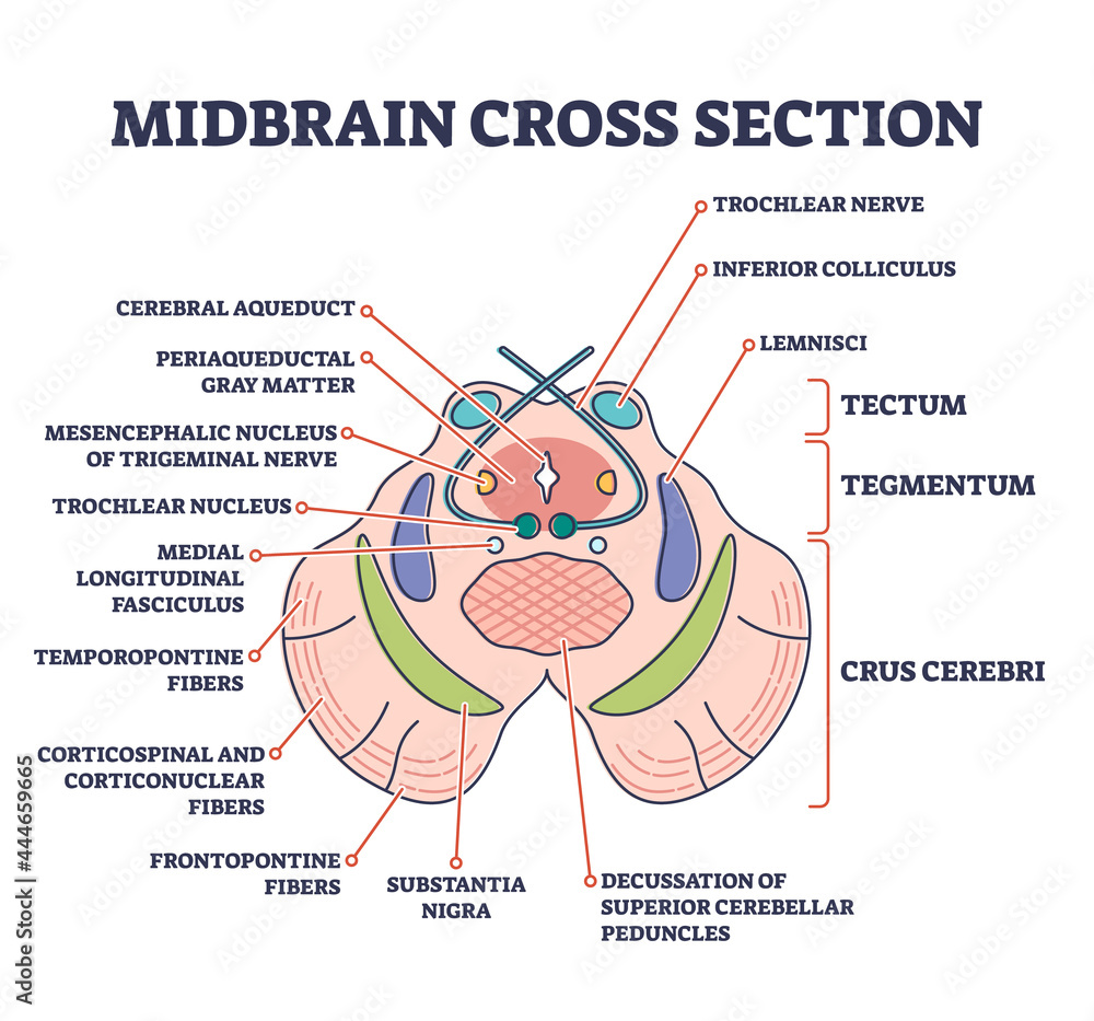 Midbrain Cross Section With Labeled Brain Structure Parts Outline Midbrain Cross Section With Labeled Brain Structure Parts Outline