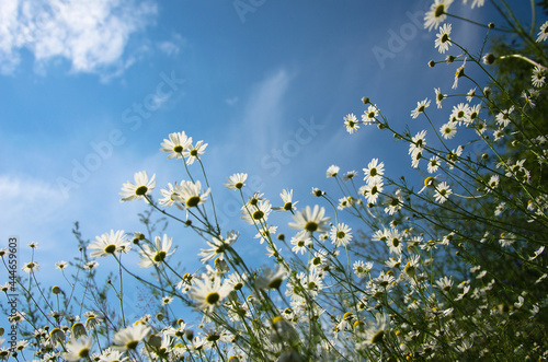 white chamomile on the background of blue sky © tinkerfrost