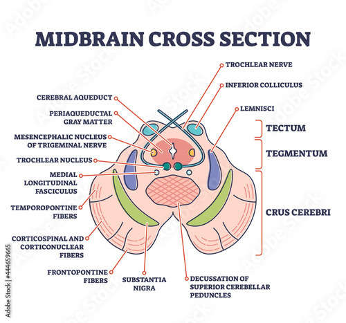 Midbrain cross section with labeled brain structure parts outline diagram. Human inner organ scheme with tectum, tegmentum or crus cerebri graphic vector illustration. Educational medical anatomy info photo