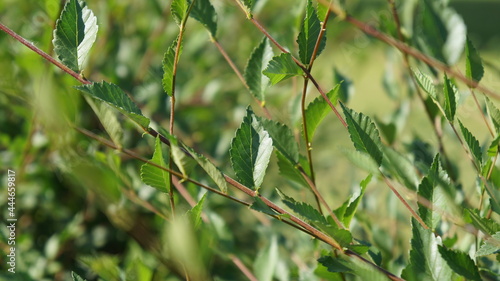 Bush Leaves on a Blurry Background
