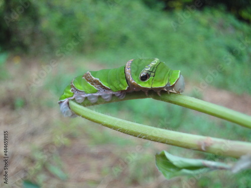 アゲハの幼虫