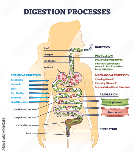 Digestion processes as overall gastrointestinal tract organs outline diagram. Educational food processing system from ingestion to defecation using chemical or mechanical mechanism vector illustration