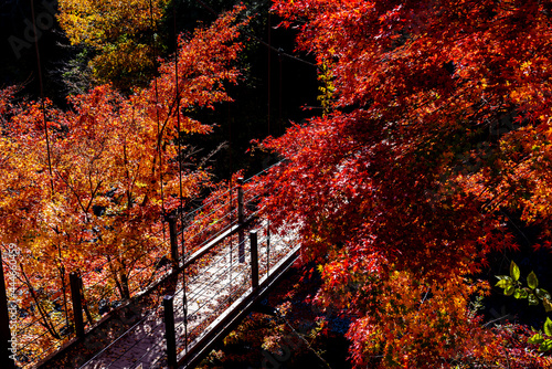 【東京都】奥多摩の紅葉風景