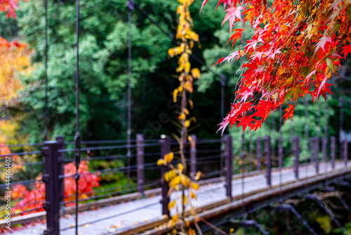 【東京都】奥多摩の紅葉風景