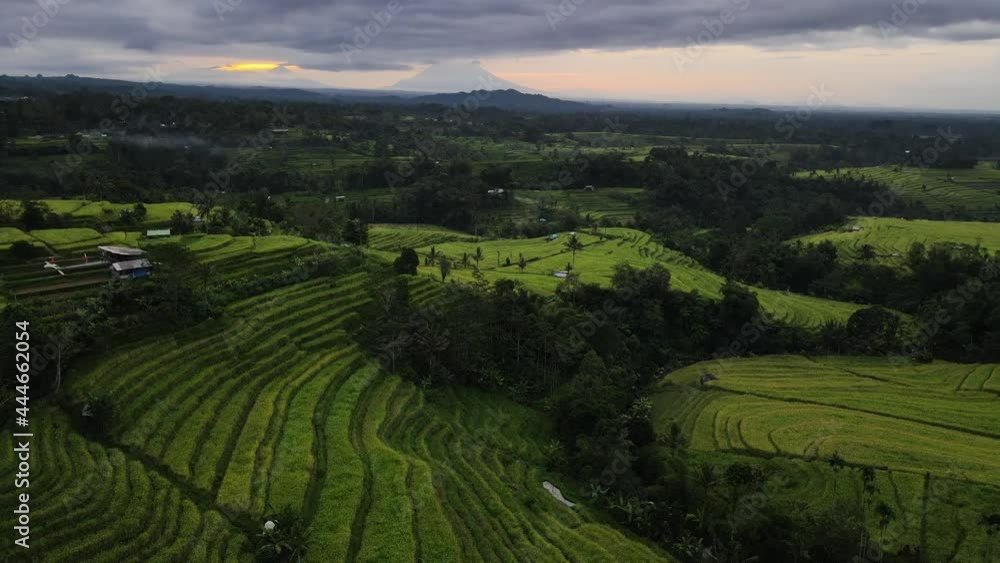 Scenic View Of Green Terraced Rice Field Of North Bali, Indonesia - aerial pullback Scenic View Of Green Terraced Rice Field Of North Bali, Indonesia - aerial pullback
