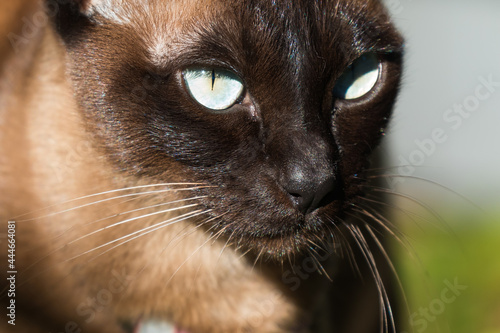 Fotografie Tonkinese cats with stunning blue eyes