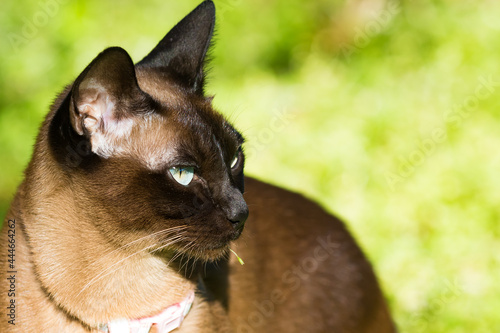 Tonkinese cats with stunning blue eyes