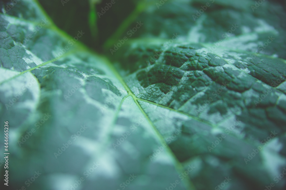 Green leaf close-up. The texture of the sheet surface. Green leaf close-up. The texture of the sheet surface.