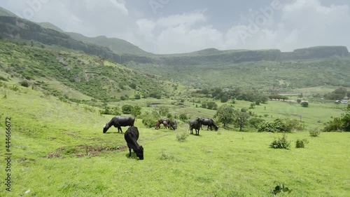 Herd Of Young Murrah Buffalo Feeding On The Grass At The Green Pasture Of Brahmagiri Mountain In India. wide shot photo