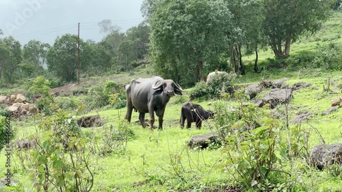 Murrah Buffalo And Calf Grazing At The Green Meadow On Brahmagiri Mountain In Maharashtra In India. wide shot photo