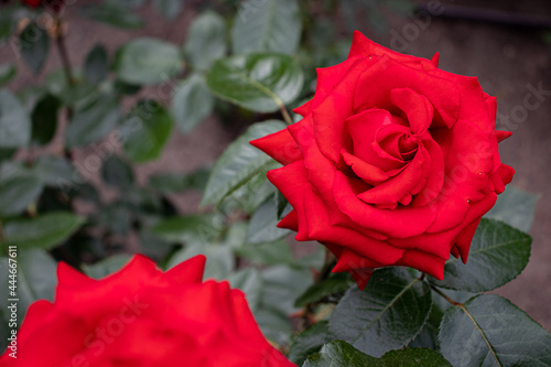 czerwone róże, różanka, park, ogród różany, czerwień, miłość, namiętność, red rose,  ostry kwiat, czerwona róża,  natura, lato 